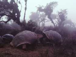 galapagos tortoises