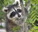 happy-raccoon-18303384