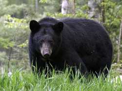 americanBlackBear