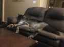 couch woof