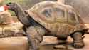 2023-Aldabra-Tortoise-Mr.-Mac-block