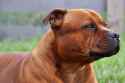 Red Staffy