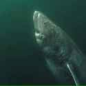 a-392-year-old-greenland-shark-in-the-arctic-ocean-has-been-v0-qkxo8blyjfwc1