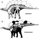 Comparisons-of-the-skeletons-of-Stegosaurus-stenops-USNM-4934-a-and-the-holotype-of_Q320