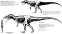 allosaurus_fragilis_skeletal__dino_2560___by_franoys_dcsixsh-fullview