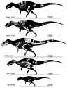 Acrocanthosaurus_skeletons.tif