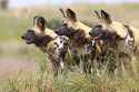 african-wild-dog-pack