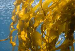 Kelp_in_the_Ocean_Compressed_92749ae3-b9b7-47a3-bf19-c2960d670742_480x480