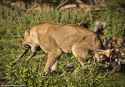 Wild dog chomping on Lion