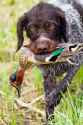 german-wirehaired-pointer-with-duck-1288033568-2000-a028a2b6f4c54c53a1afb4ae206d8332