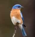 bluebird