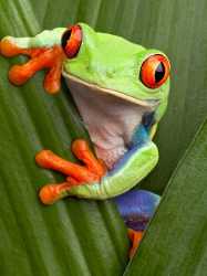 Red eyed tree frog