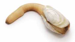 Geoduck