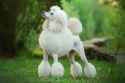 Poodle-standing-in-the-garden-1536x1024