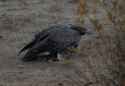 An-adult-martial-eagle-perched-with-a-recently-killed-African-wild-dog-pup-on-21-July