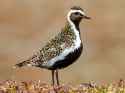 European golden plover