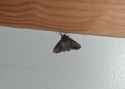 moth1