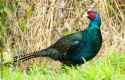 melanistic pheasant