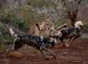 Cheetah vs Painted Dogs