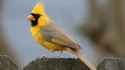 yellow cardinal