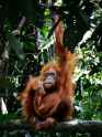 bukit lawang