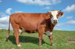 Fleckvieh-Cattle-2-1024x683