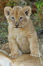 male lion cub