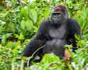 gorilla lounging