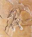 Archaeopteryx