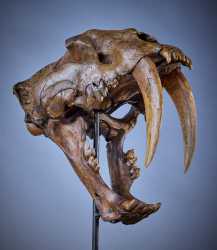 Smilodon skull