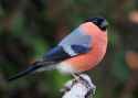 Bullfinch_male