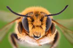 extreme-magnification-solitaire-bee-megachilidae-600nw-573536404