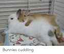 bunny-cuddling