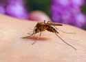 Mosquito-insect-feeding-on-human-culex-pipiens