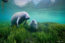 manatees-mother-and-calf-JJ22-900x591