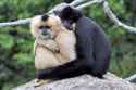 gibbon hug