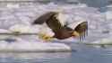 Steller-s sea eagle hunting a fish (no sound)