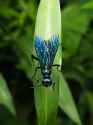 blue mud dauber