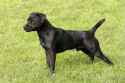 Patterdale-Terrier-Black