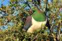 1691370762-kereru