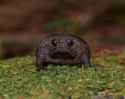 Black rain frog