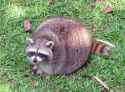 Round raccoon