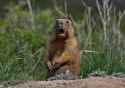 groundhog-marmot-rodent-stock-getty-2626427583