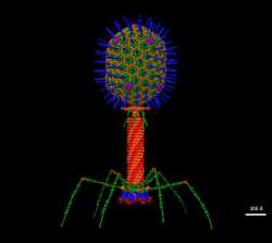 Bacteriophage_T4_Structural_Model_at_Atomic_Resolution.tif