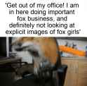 office_fox