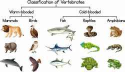 diagram-showing-classification-of-vertebrates-free-vector