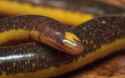 image_12126e-Caecilian