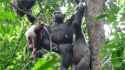 chimp eating red mangabey 