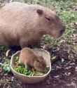 Nature is Amazing ☘️ - The only thing cuter than a capybara is a baby capybara [1881095596368424961]