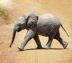 baby-african-elephant-jane-rix